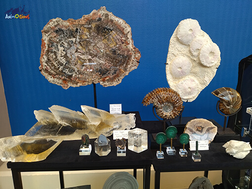 salon-macon-stand-fossiles Reproduction d’une tête de tyrannosaure